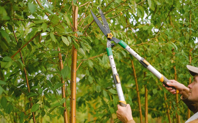 Tree trimming in Deweyville, UT